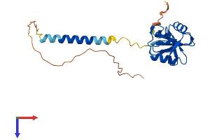 C-Type Lectin Domain Family 2, Member I (CLEC2I) (AA 1-217) protein (His tag)