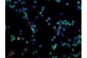 Immunofluorescence (IF) image for anti-CD14 (CD14) antibody (Alexa Fluor 594) (ABIN2656817) (CD14 Antikörper  (Alexa Fluor 594))