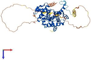Cyclin B1 Protein (CCNB1) (AA 1-433) (His tag)
