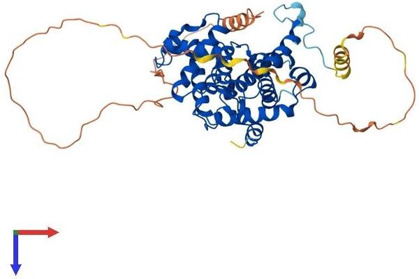 Cyclin B1 Protein (CCNB1) (AA 1-433) (His tag)