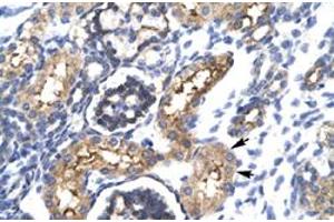 Immunohistochemical staining (Formalin-fixed paraffin-embedded sections) of human kidney with EHF polyclonal antibody  at 4-8 ug/mL working concentration. (EHF Antikörper  (N-Term))