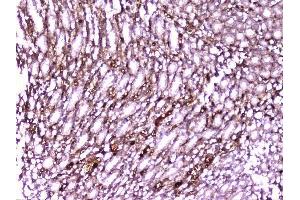 IHC analysis of PON1 using anti-PON1 antibody (ABIN6719356).