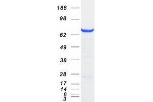 Western Blotting (WB) image for G1 To S Phase Transition 2 (GSPT2) protein (Myc-DYKDDDDK Tag) (ABIN2722267)