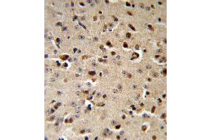 TPH2 Antibody (Center) (ABIN653124 and ABIN2842704) IHC analysis in formalin fixed and paraffin embedded mouse brain followed by peroxidase conjugation of the secondary antibody and DAB staining. (Tryptophan Hydroxylase 2 Antikörper  (AA 168-193))