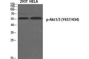 Western Blot (WB) analysis of specific cells using Phospho-Akt1/3 (Y437/434) Polyclonal Antibody. (AKT1/3 (pTyr434), (pTyr437) Antikörper)