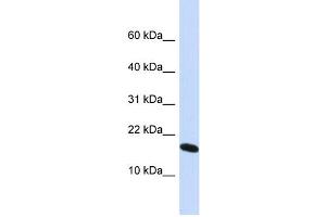 WB Suggested Anti-H2AFX Antibody Titration: 0. (H2AFX Antikörper  (N-Term))