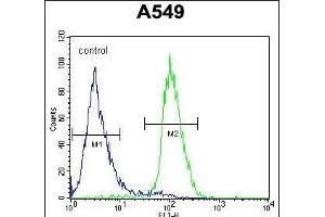 C1orf51 Antibody (N-term) (ABIN654338 and ABIN2844109) flow cytometric analysis of A549 cells (right histogram) compared to a negative control cell (left histogram). (C1orf51 Antikörper  (N-Term))
