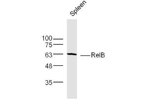 Mouse Spleen lysates probed with RelB Polyclonal Antibody, Unconjugated  at 1:300 dilution and 4˚C overnight incubation. (RELB Antikörper  (AA 161-260))
