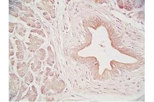 Human pancreas tissue was stained by Rabbit Anti-Urocortin II (Human) Serum (Urocortin 2 Antikörper  (amidated))