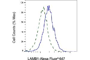Validation of LAMB1 knockdown using flow cytometry. (Rekombinanter Laminin beta 1 Antikörper)
