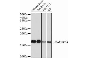 Western blot analysis of extracts of various cell lines, using MLC3A Rabbit mAb (ABIN7268517) at 1:1000 dilution.