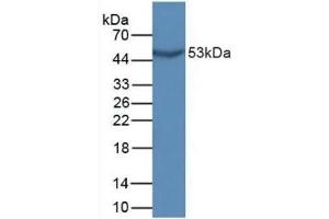 Detection of GDF10 in Mouse Sp2/0 Cells using Polyclonal Antibody to Growth Differentiation Factor 10 (GDF10) (GDF10 Antikörper  (AA 339-477))