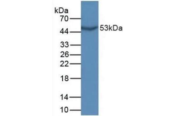 GDF10 antibody  (AA 339-477)