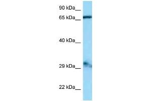 WB Suggested Anti-Gfm1 Antibody Titration: 1.