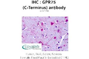 Image no. 1 for anti-G Protein-Coupled Receptor 75 (GPR75) (C-Term) antibody (ABIN1735162)