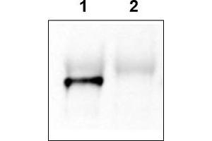 Image no. 2 for anti-GRP1 (General Receptor For phosphoinositides 1)-Associated Scaffold Protein (GRASP) (N-Term) antibody (ABIN401381) (Tamalin/GRASP Antikörper  (N-Term))