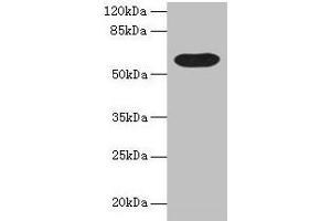 Western blot All lanes: BTN3A1 antibody at 12 μg/mL + Mouse liver tissue Secondary Goat polyclonal to rabbit IgG at 1/10000 dilution Predicted band size: 58, 40, 42, 53 kDa Observed band size: 58 kDa