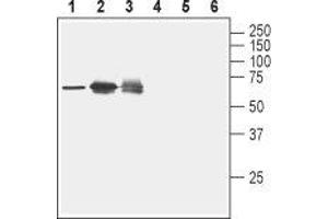 Western blot analysis of rat spleen lysate (lanes 1 and 4), human Jurkat T cell leukemia cell lysate (lanes 2 and 5) and human K562 erythroleukemia cell lysate (lanes 3 and 6): - 1-3. (Nectin-2 Antikörper  (Extracellular, N-Term))