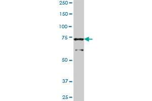 SLC4A1AP MaxPab polyclonal antibody. (NADAP Antikörper  (AA 1-796))