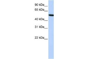 WB Suggested Anti-HRG Antibody Titration:  0. (HRG Antikörper  (Middle Region))