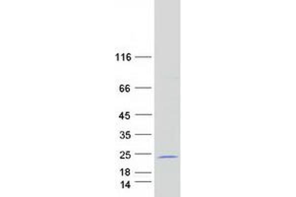 MORN5 Protein (Myc-DYKDDDDK Tag)