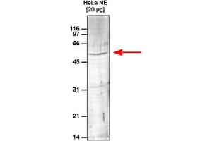 Western Blot of anti-Set9 antibody Western Blot results of Rabbit anti-Set9 antibody.