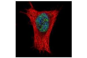 Immunofluorescence (IF) image for anti-THO Complex 4 (THOC4) antibody (ABIN2856936)