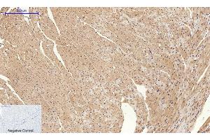 Immunohistochemical analysis of paraffin-embedded mouse heart tissue. (Cyclin A Antikörper  (AA 190-270))