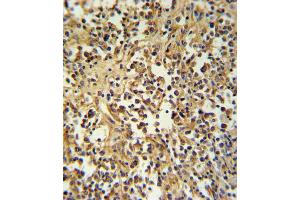 GZMM Antibody IHC analysis in formalin fixed and paraffin embedded human lymph tissue followed by peroxidase conjugation of the secondary antibody and DAB staining. (GZMM Antikörper  (AA 84-113))