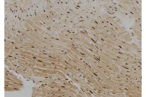 ABIN6279426 at 1/100 staining Rat heart tissue by IHC-P. (KHSRP Antikörper  (N-Term))