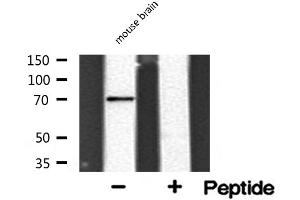 Western Blotting (WB) image for anti-Synaptotagmin Binding, Cytoplasmic RNA Interacting Protein (SYNCRIP) (Internal Region) antibody (ABIN6257868)
