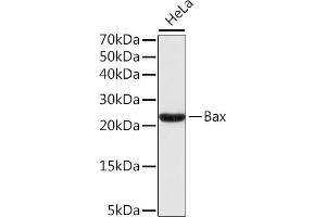 Western blot analysis of extracts of HeLa cells, using Bax antibody . (BAX Antikörper)