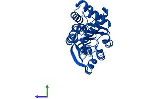 Protein Structure (PS) image for Transmembrane O-Methyltransferase (TOMT) (AA 1-258) protein (His tag) (ABIN7561857)