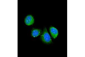 Confocal immunofluorescent analysis of ASPN Antibody (Center) (ABIN390536 and ABIN2840879) with 293 cell followed by Alexa Fluor® 488-conjugated goat anti-rabbit lgG (green). (Asporin Antikörper  (AA 242-269))