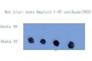 Western Blotting (WB) image for anti-Amyloid beta (Abeta) (C-Term) antibody (ABIN1105356) (beta Amyloid Antikörper  (C-Term))