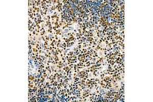 Immunohistochemistry of paraffin embedded rat thymus using TCF7 (ABIN7075952) at dilution of 1:600 (400x lens) (TCF7 Antikörper)