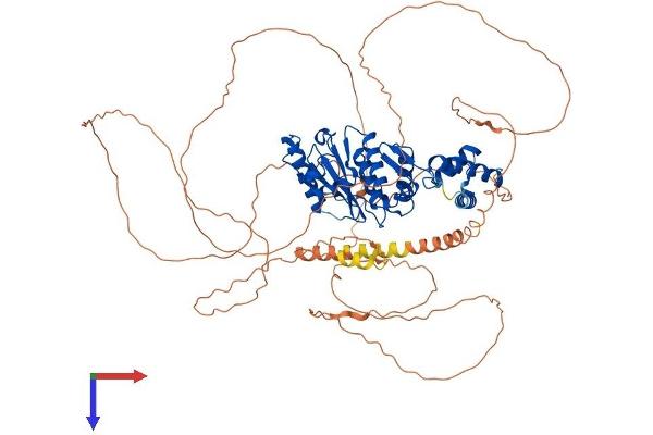SENP5 Protein (AA 1-749) (His tag)