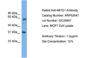 Western Blotting (WB) image for anti-MIT, Microtubule Interacting and Transport, Domain Containing 1 (MITD1) (Middle Region) antibody (ABIN2785028)