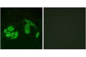 Immunofluorescence (IF) image for anti-G Protein-Coupled Receptor 12 (GPR12) (AA 1-50) antibody (ABIN2890866) (G Protein-Coupled Receptor 12 Antikörper  (AA 1-50))