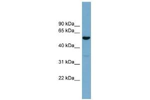 ACTR10 antibody used at 1 ug/ml to detect target protein. (ACTR10 Antikörper)