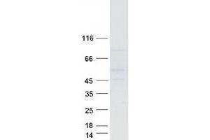 GPR150 Protein (Myc-DYKDDDDK Tag)