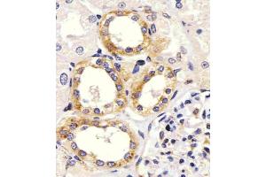 Antibody staining EGF in Human kidney tissue sections by Immunohistochemistry (IHC-P - paraformaldehyde-fixed, paraffin-embedded sections). (EGF Antikörper  (AA 690-720))