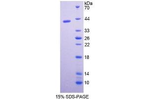 SDS-PAGE (SDS) image for Pepsinogen C (PGC) (AA 17-392) protein (His tag) (ABIN1080478)