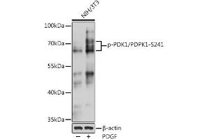 Western blot analysis of extracts of NIH/3T3 cells, using Phospho-PDK1/PDPK1-S241 pAb (ABIN6135282, ABIN6136186, ABIN6136187 and ABIN6225525) at 1:1000 dilution. (PDPK1 Antikörper  (pSer241))