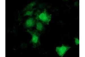 Anti-BCAR1 mouse monoclonal antibody (ABIN2454371) immunofluorescent staining of COS7 cells transiently transfected by pCMV6-ENTRY BCAR1 (RC209133). (BCAR1 Antikörper)