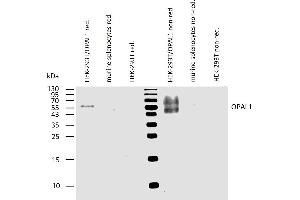 Western blotting analysis of human OPAL1 using mouse monoclonal antibody OPAL1-01 on lysates of HEK-293T/OPAL1 transfectants, and of murine splenocytes and HEK-293T cells (negative controls) under reducing and non-reducing conditions. (OPAL1 Antikörper  (AA 152-342))
