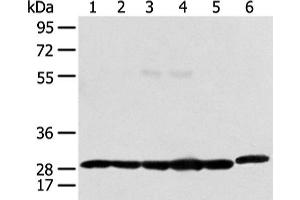 Western blot analysis of 293T Raji and Hela cell using PRDX4 Polyclonal Antibody at dilution of 1:400 (Peroxiredoxin 4 Antikörper)