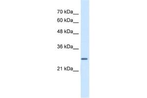 Western Blotting (WB) image for anti-Enoyl CoA Hydratase, Short Chain, 1, Mitochondrial (ECHS1) antibody (ABIN2462885) (ECHS1 Antikörper)