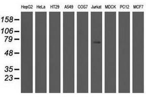 Image no. 1 for anti-rho GTPase Activating Protein 25 (ARHGAP25) antibody (ABIN1496703) (ARHGAP25 Antikörper)