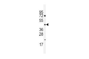 Western blot analysis of anti-HNF4G Antibody (Center)  in mouse spleen lysates (35 μg/lane). (HNF4 gamma Antikörper  (AA 258-287))